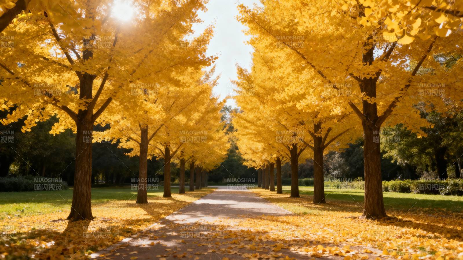 金秋林荫道图片