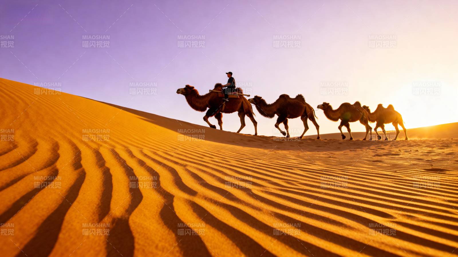 沙漠驼影夕阳下图片
