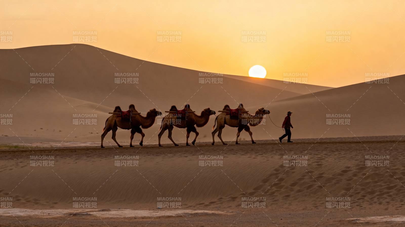 沙漠驼队日落行图片