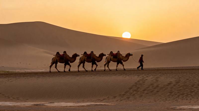 沙漠驼队日落行图片