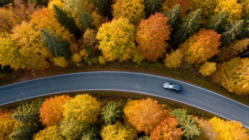 秋林曲道行图片