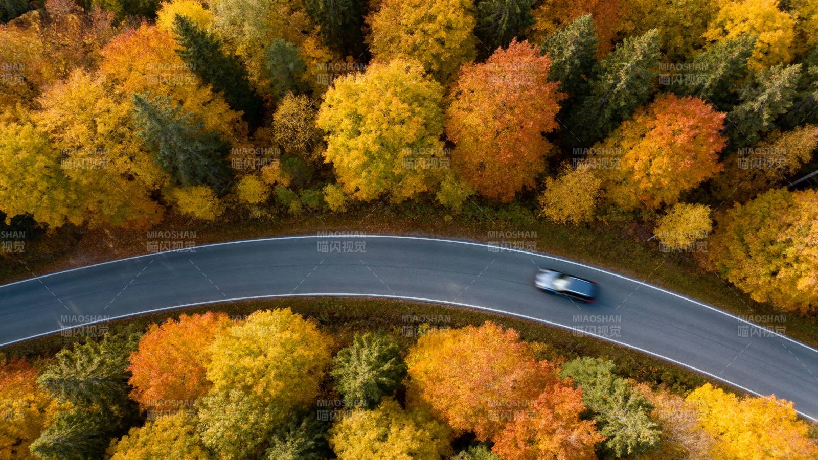 秋林曲道行图片