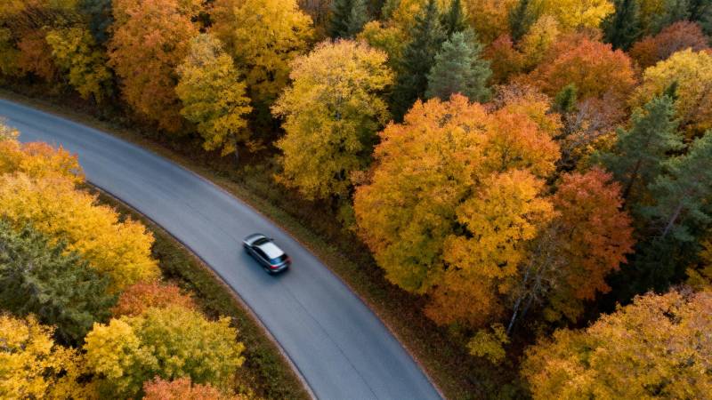 秋林曲道行图片