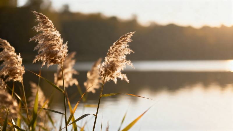 湖畔芦苇夕阳照图片