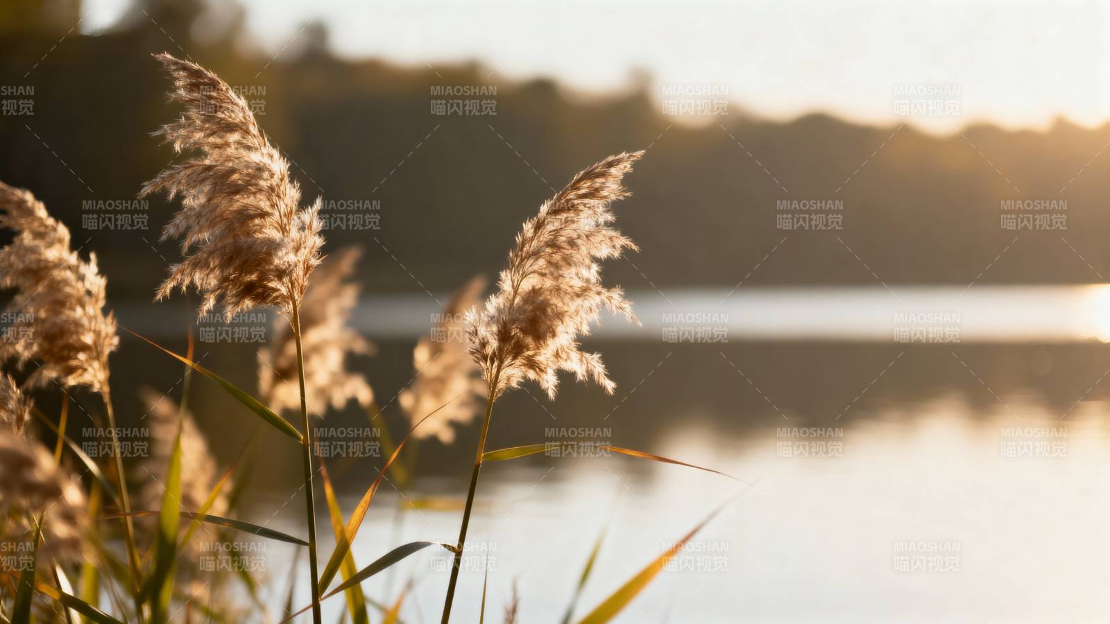 湖畔芦苇夕阳照图片