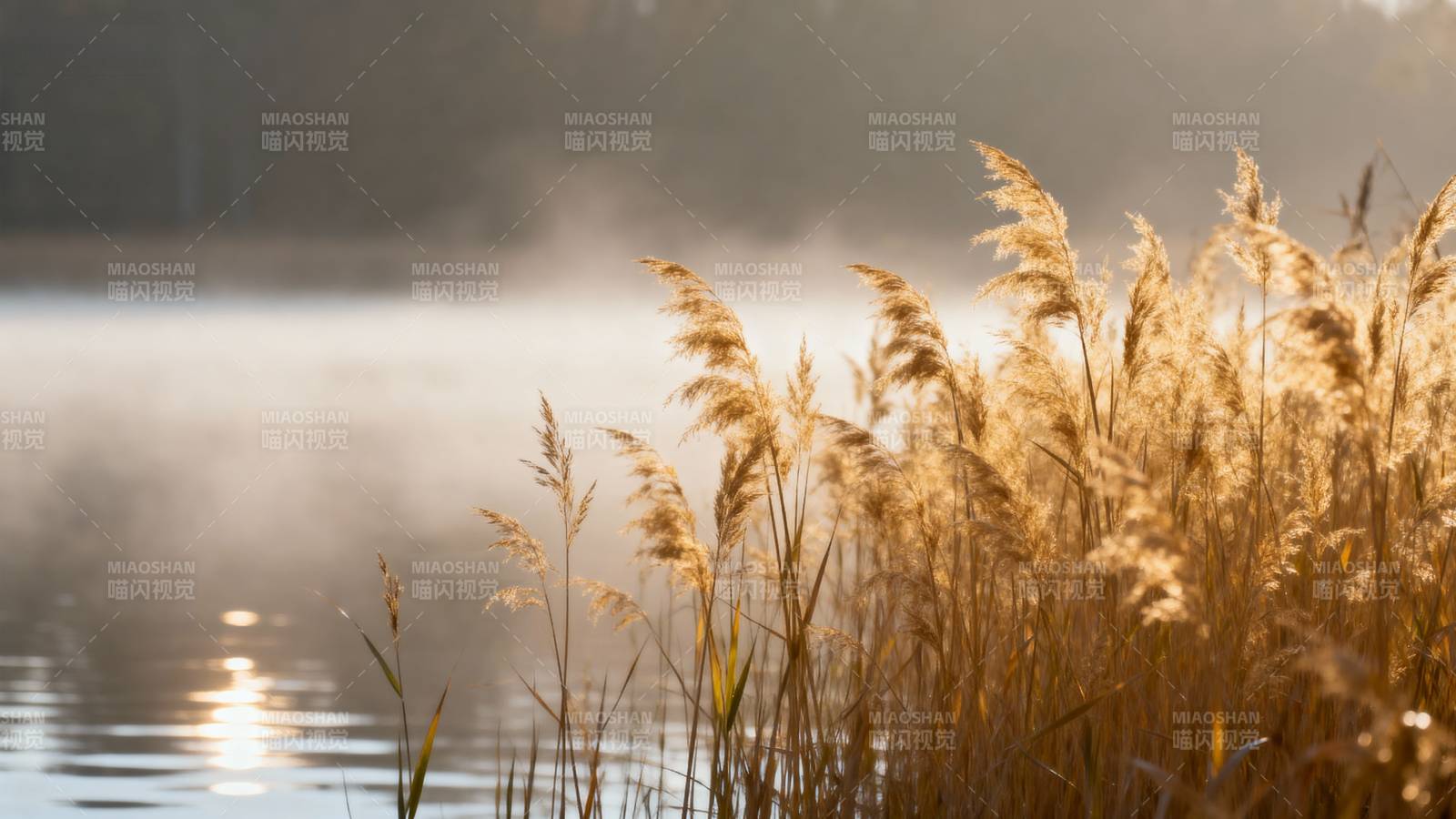 晨雾湖畔芦苇图片