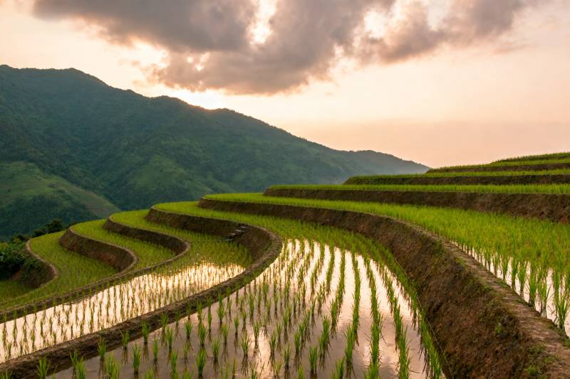 梯田晨曦图片