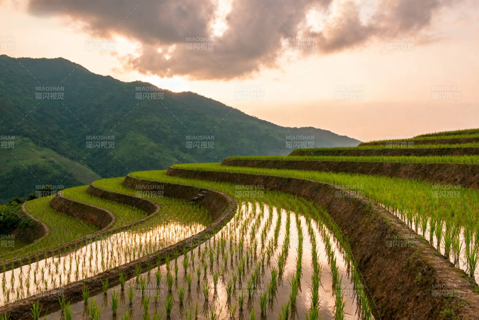梯田晨曦图片