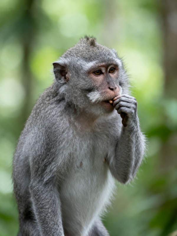 猴子沉思吃东西图片