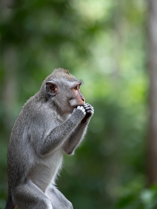 猴子沉思森林中图片