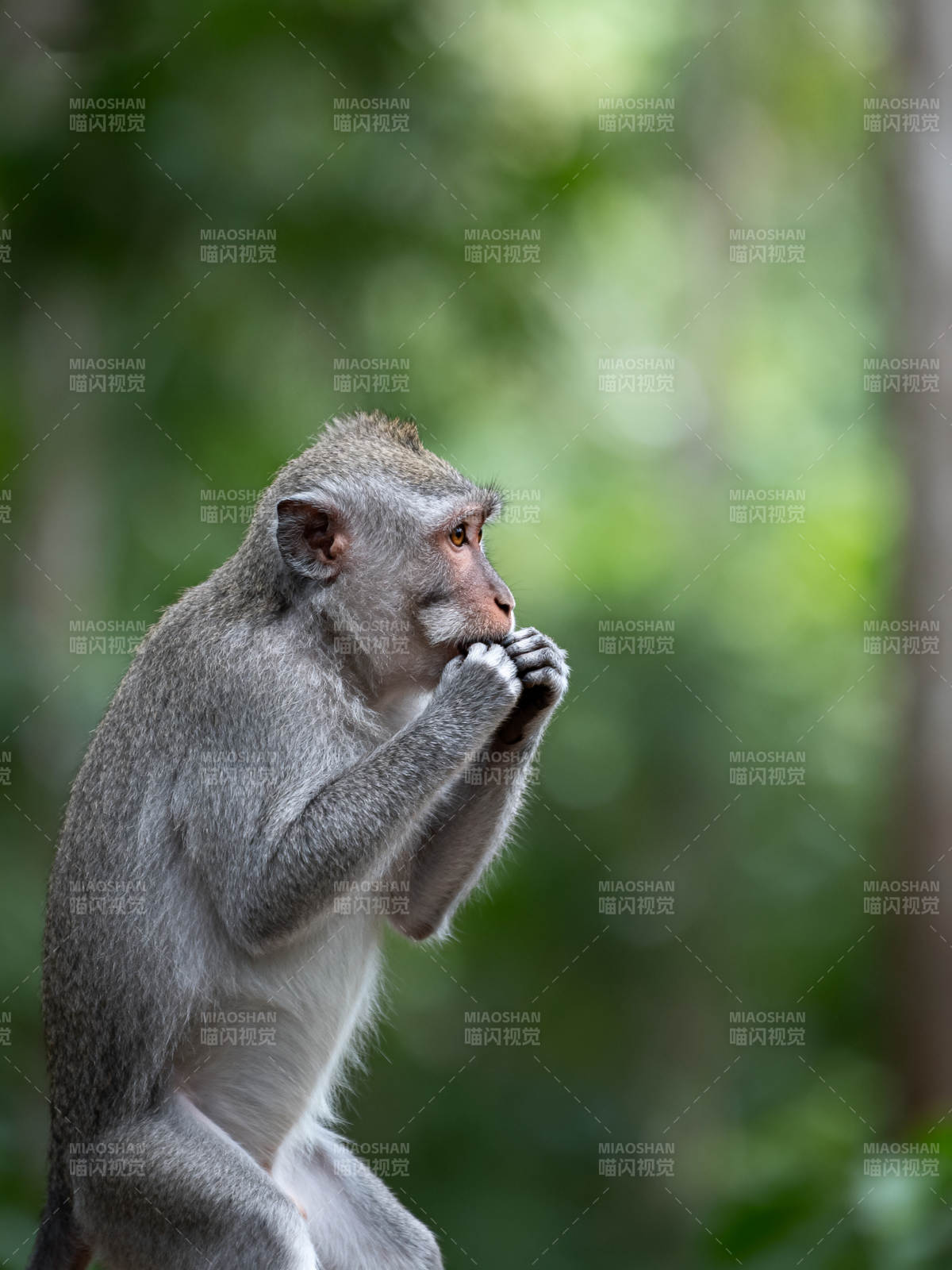 猴子沉思森林中图片