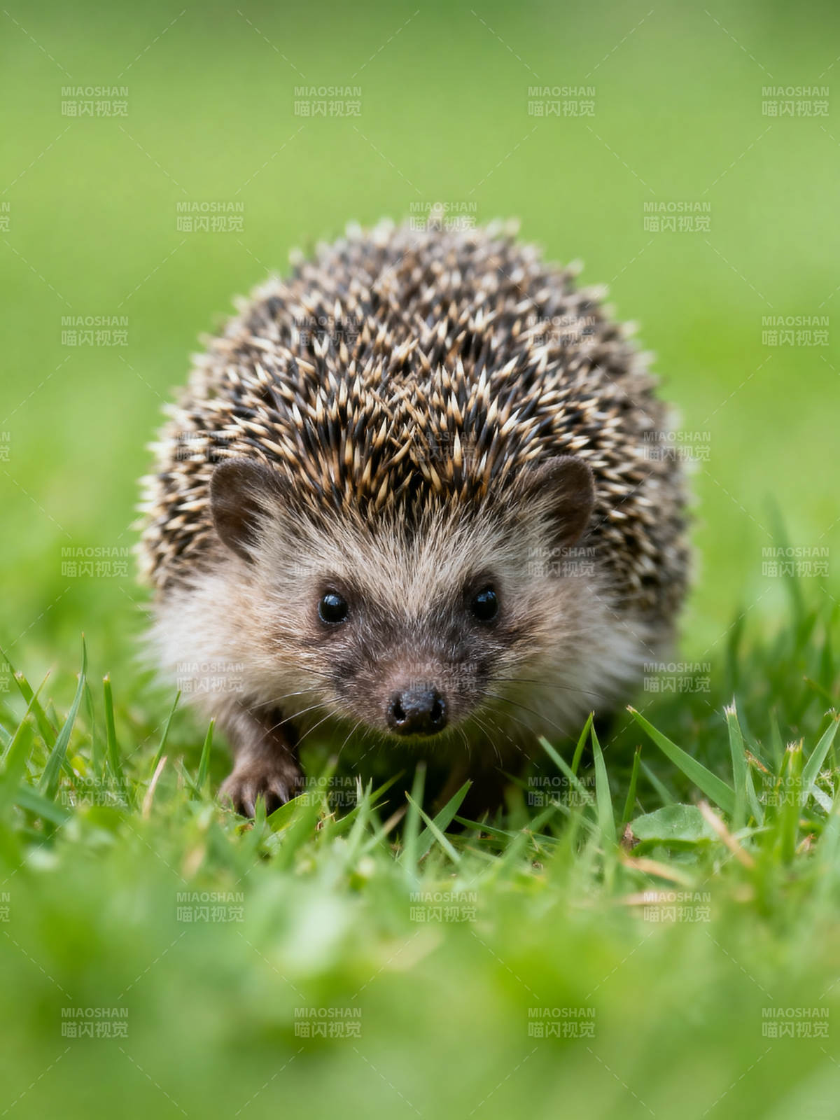 小刺猬在草地上图片