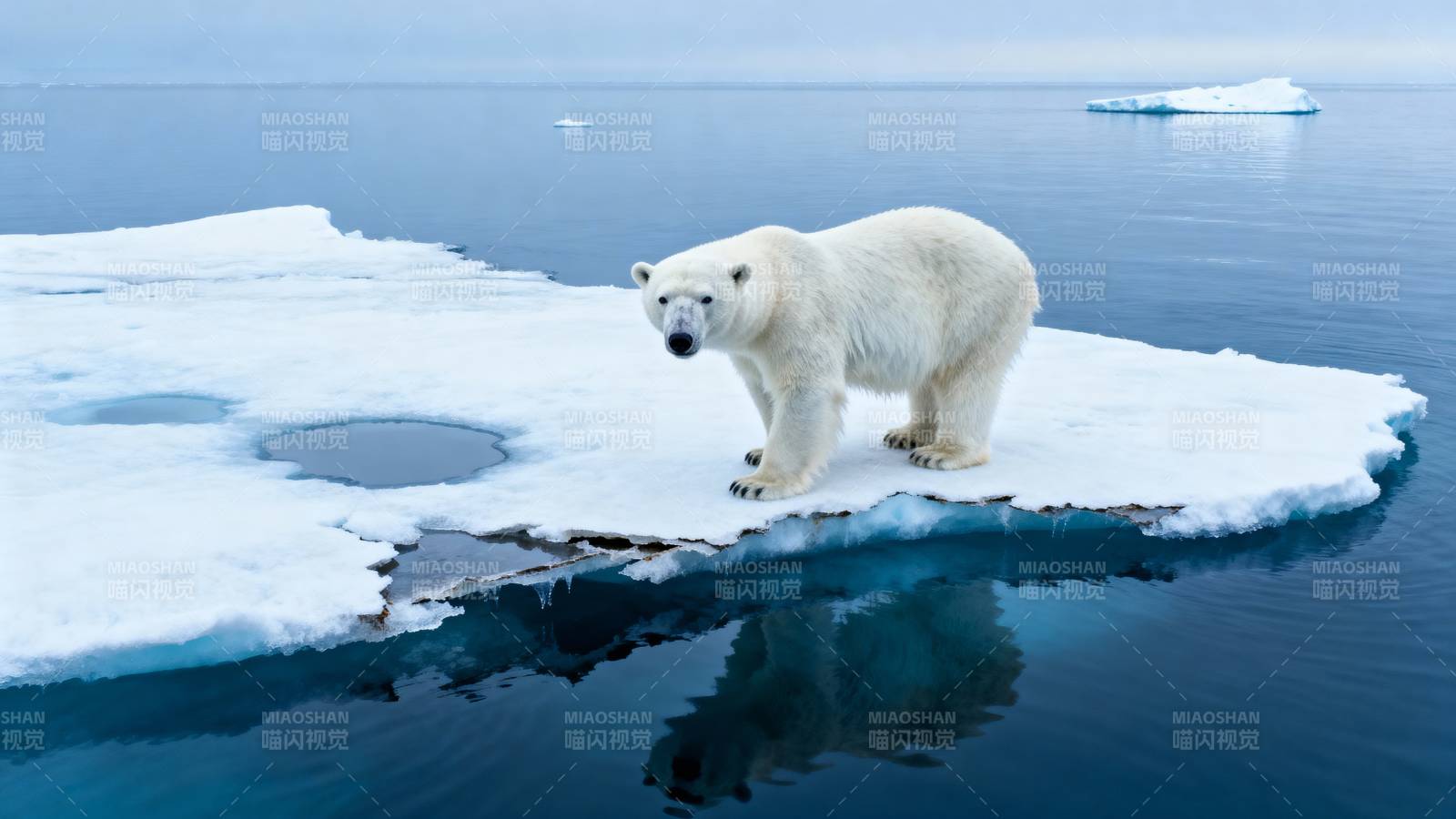北极熊伫立冰上图片
