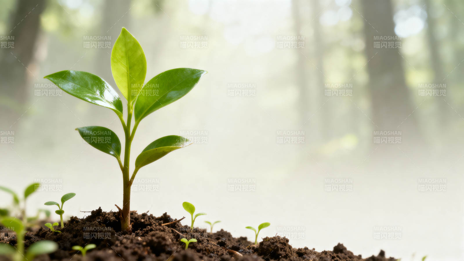 新绿萌发 生机盎然图片