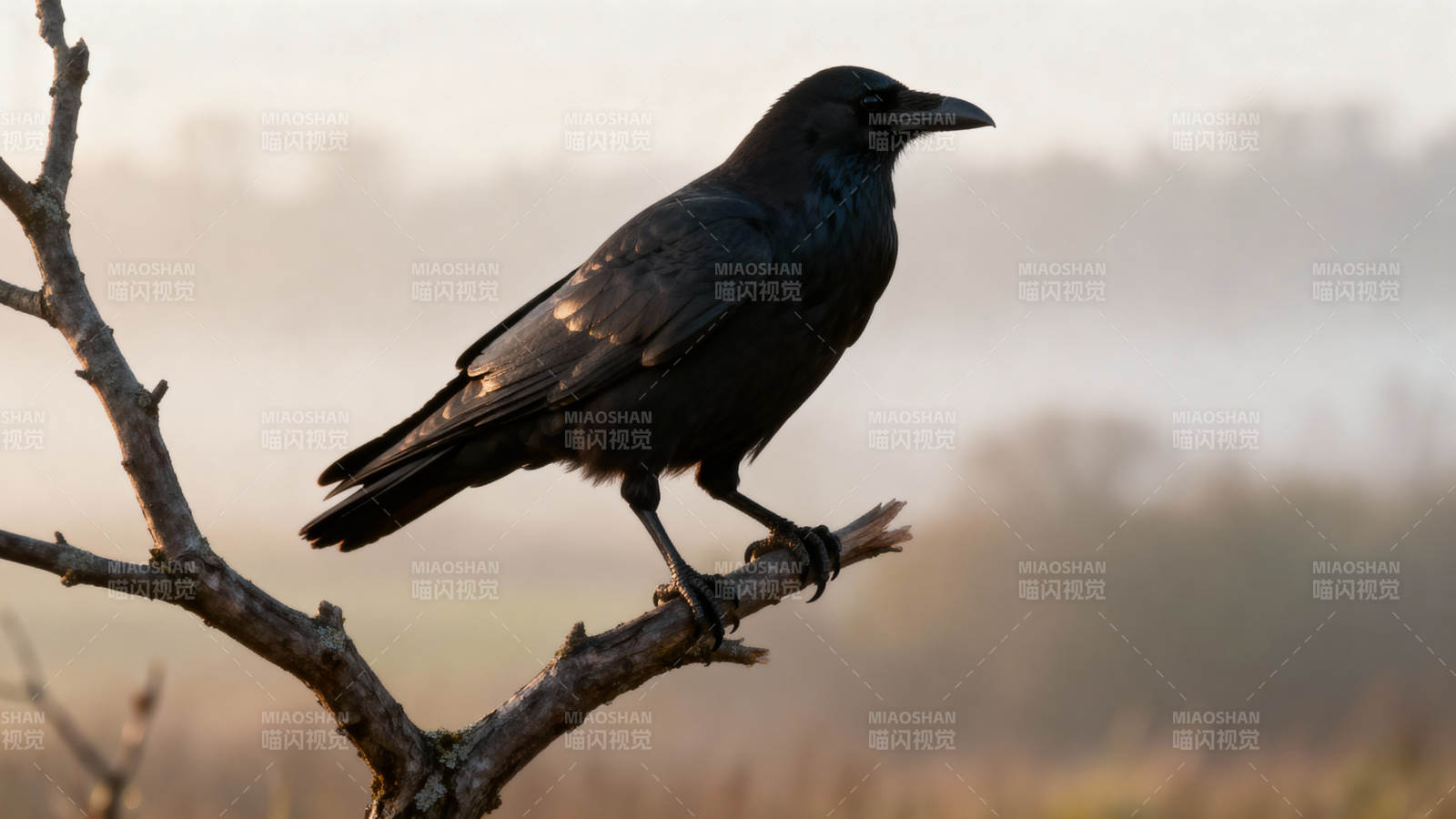 乌鸦栖枝头图片