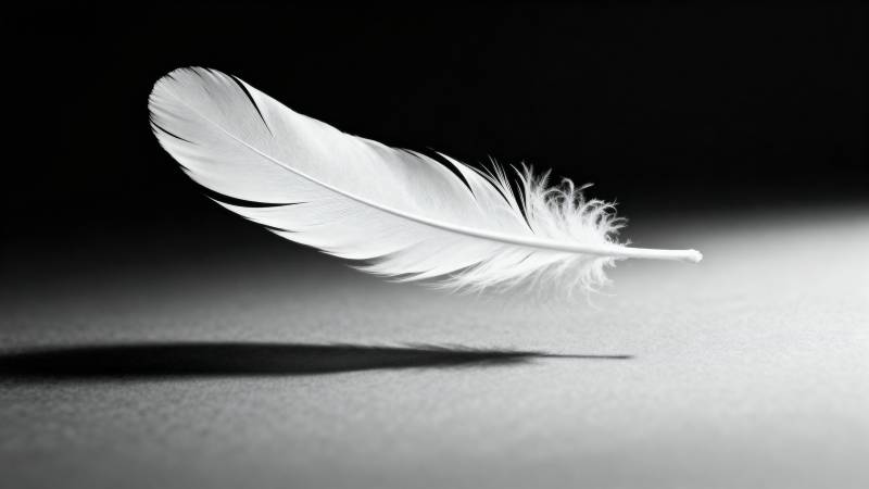 羽毛轻舞图片