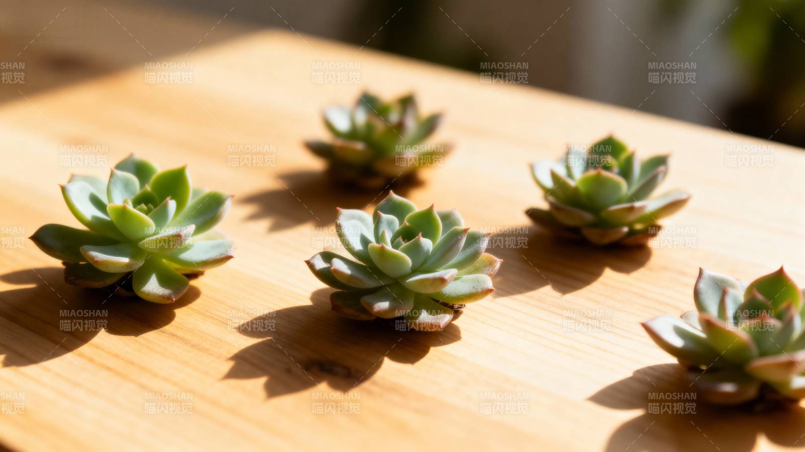 多肉植物静置木桌图片