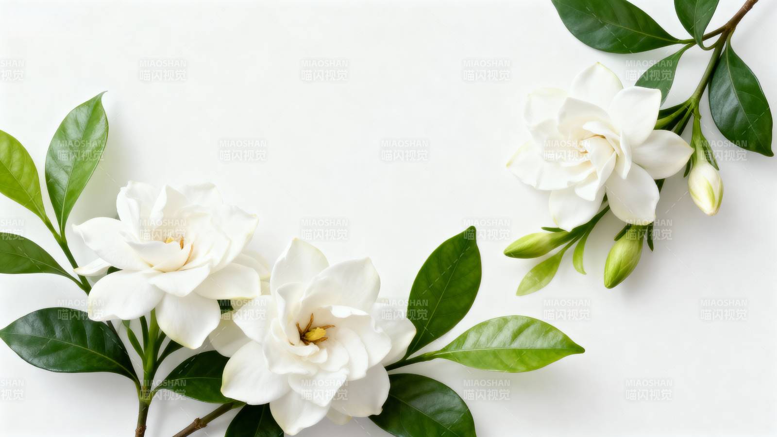 栀子花枝静谧绽放图片