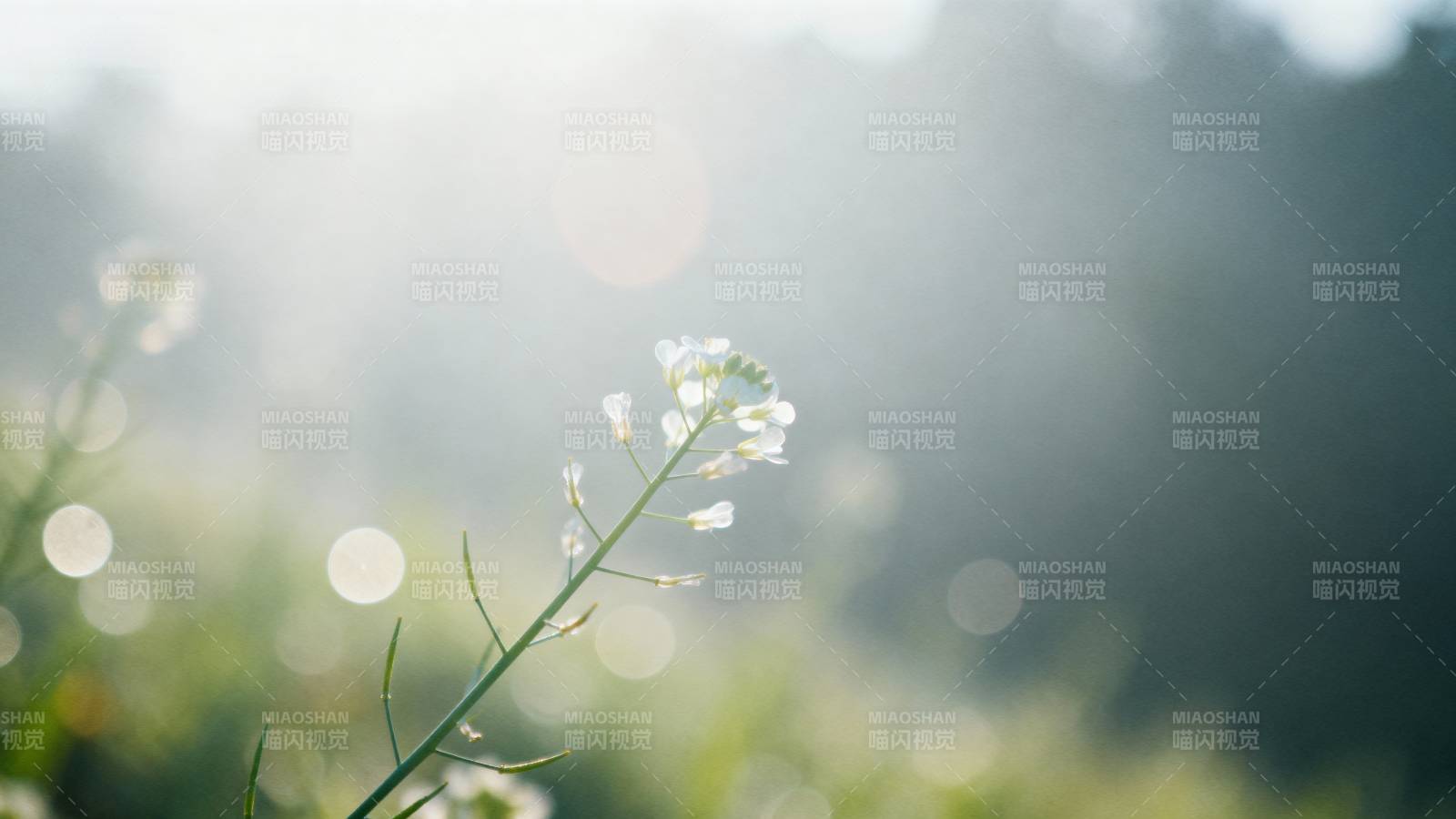 晨光中的小花图片