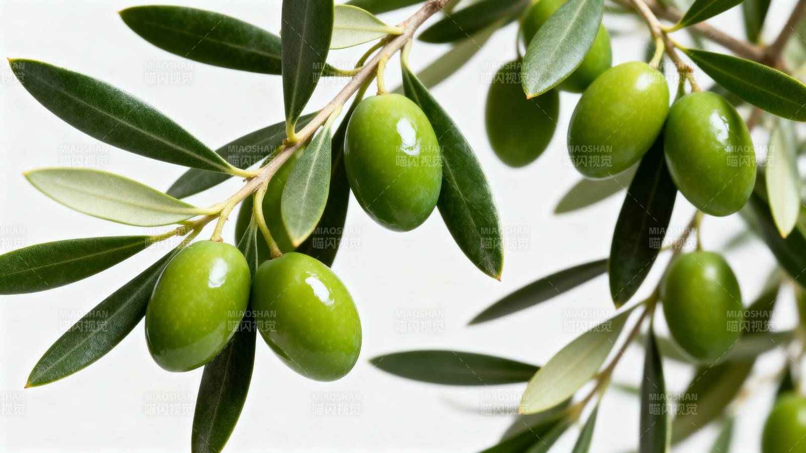 青橄榄枝叶特写图片