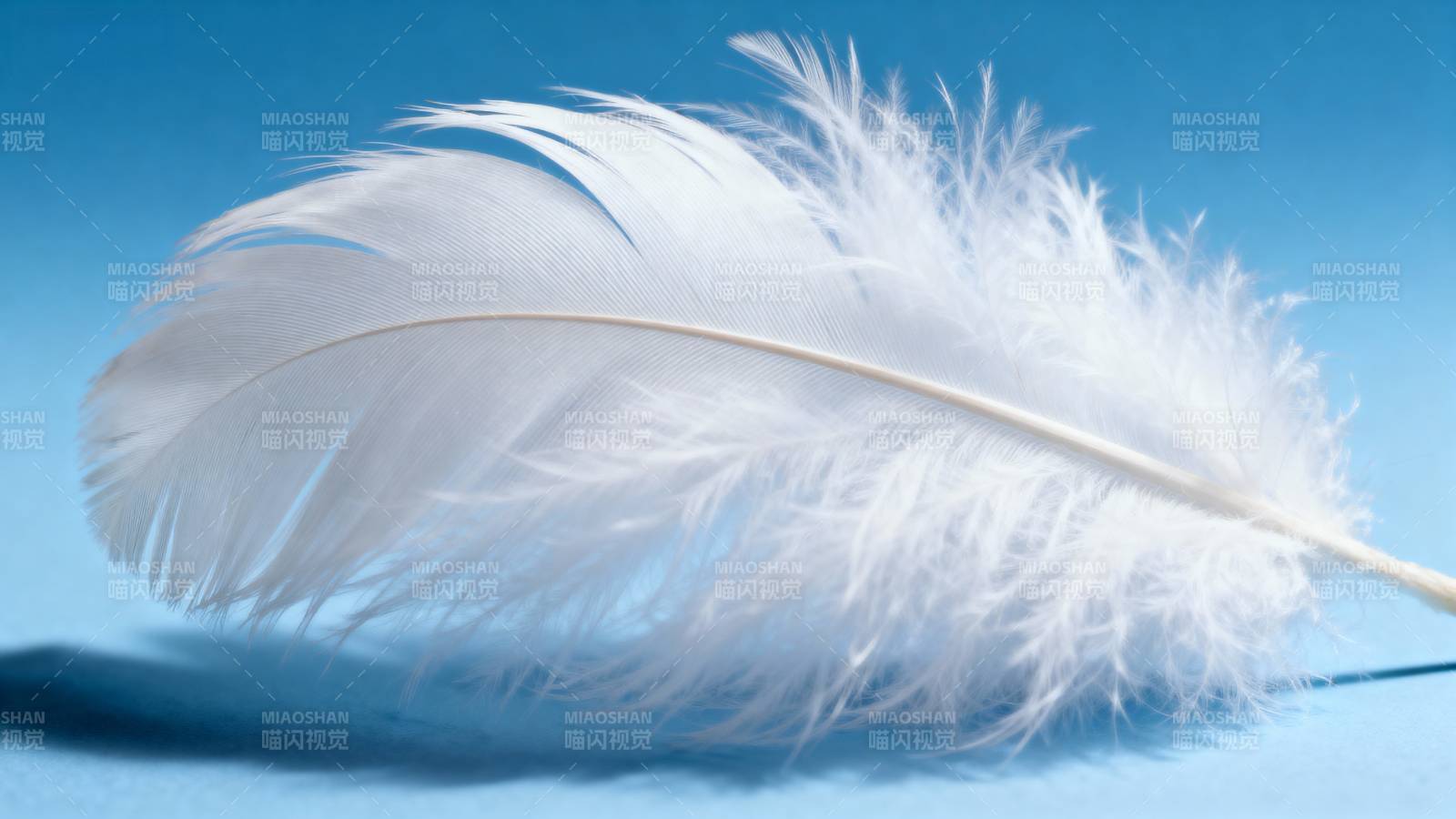 洁白羽毛轻盈飘逸图片