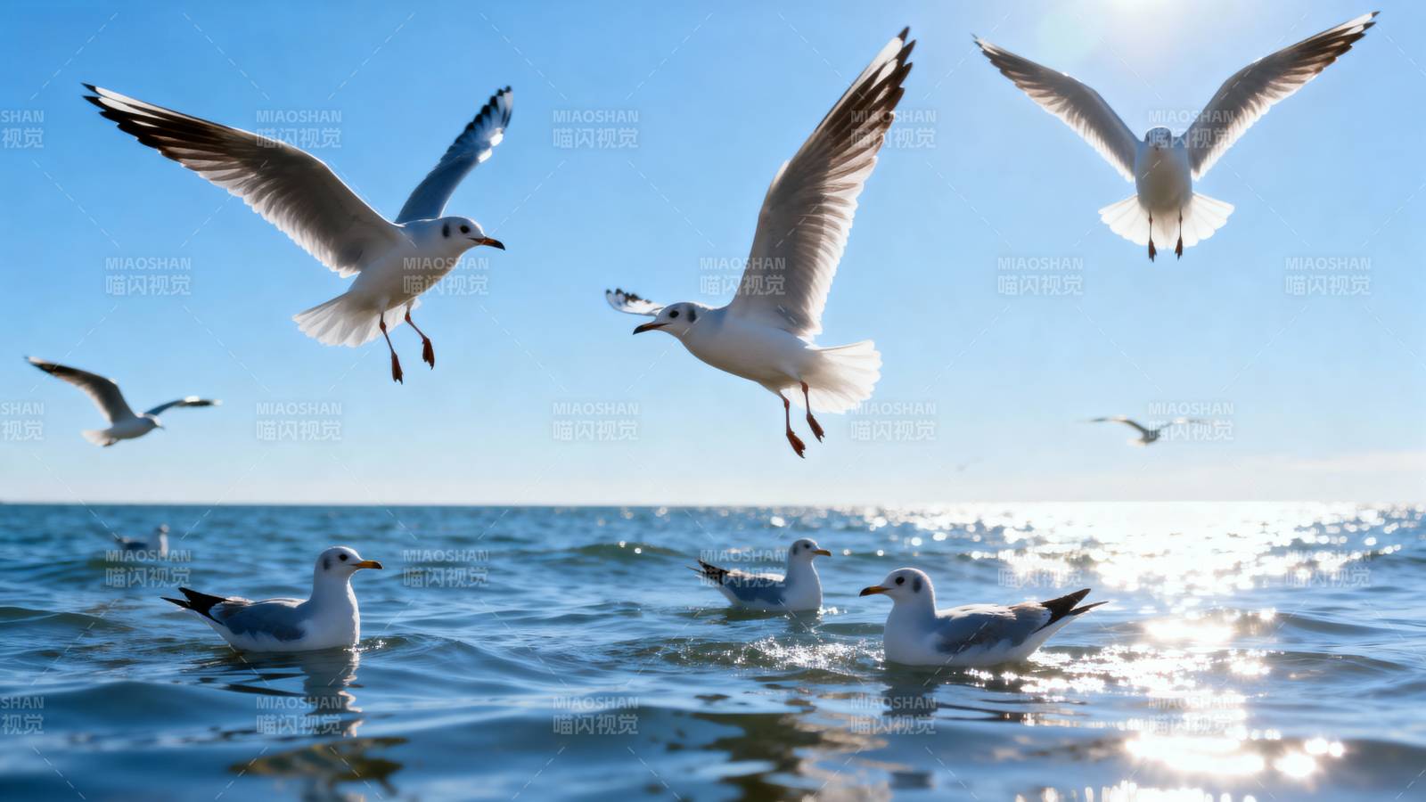 海鸥翱翔碧海蓝天图片