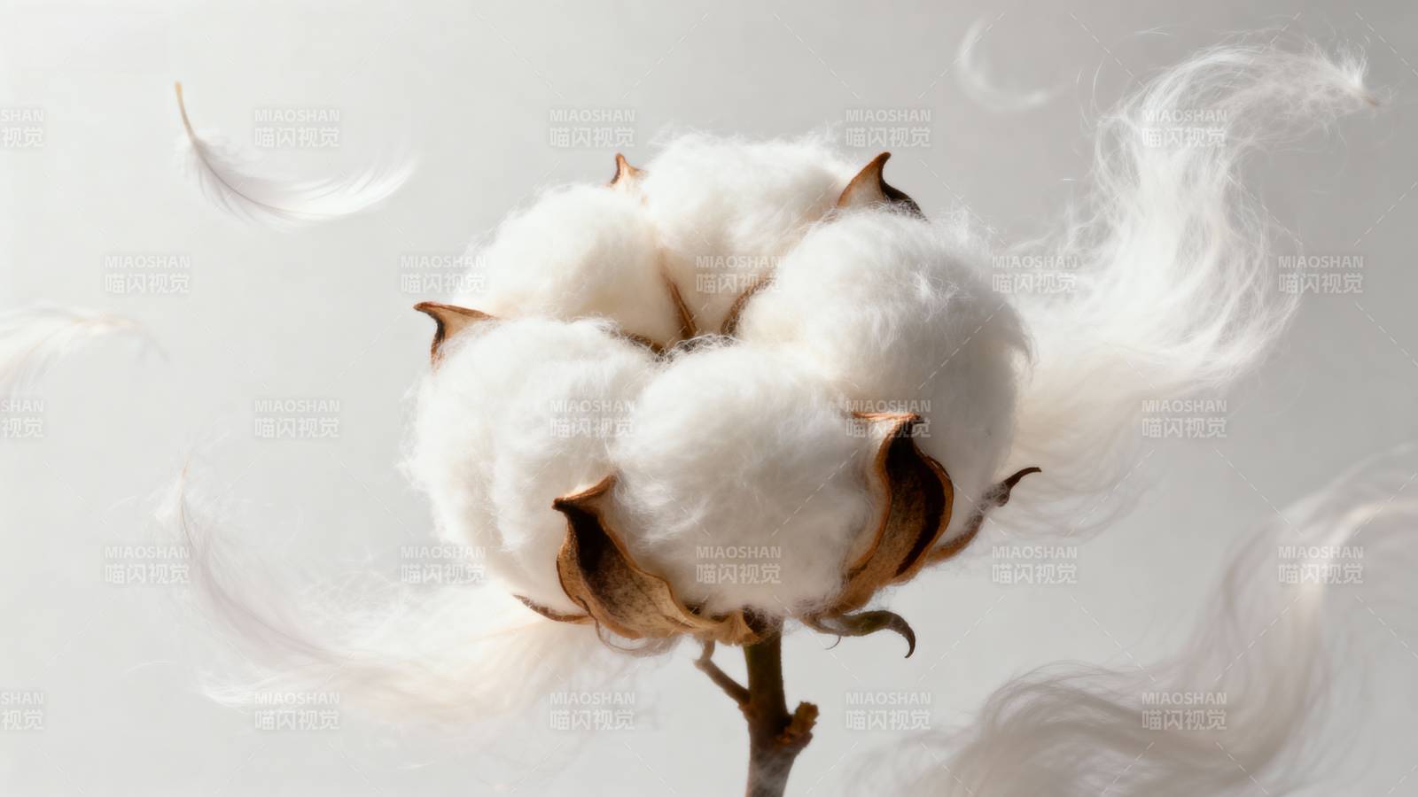 棉花绽放图片