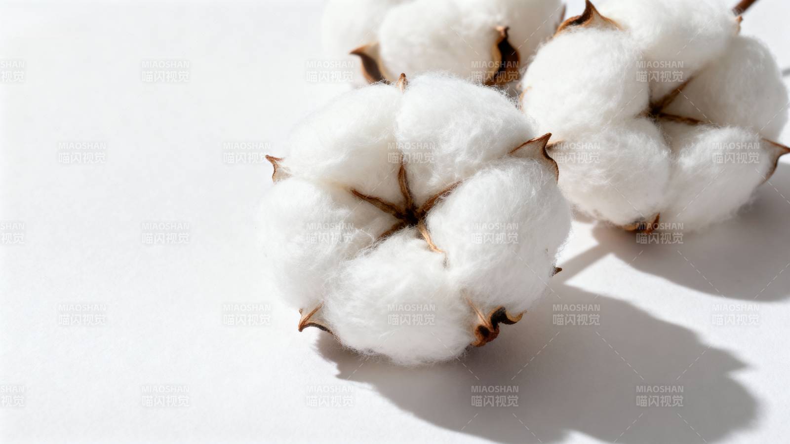 洁白棉桃静谧绽放图片