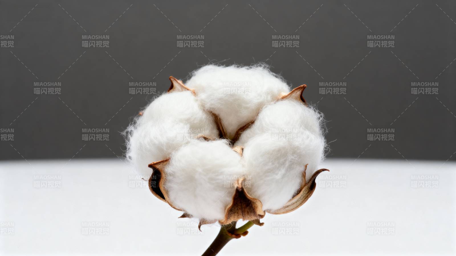 洁白棉絮绽放图片