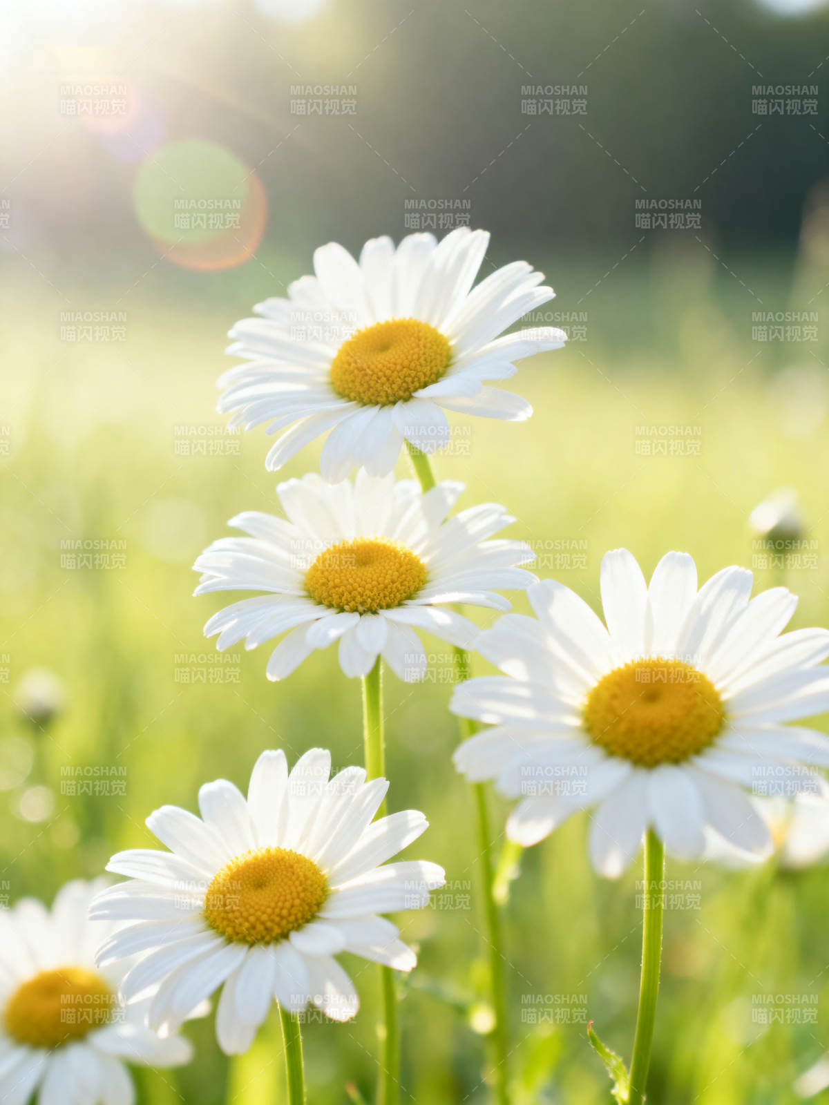 雏菊绽放阳光下图片