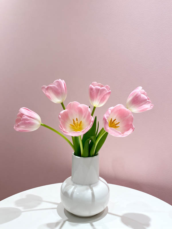 粉郁金香静谧绽放图片