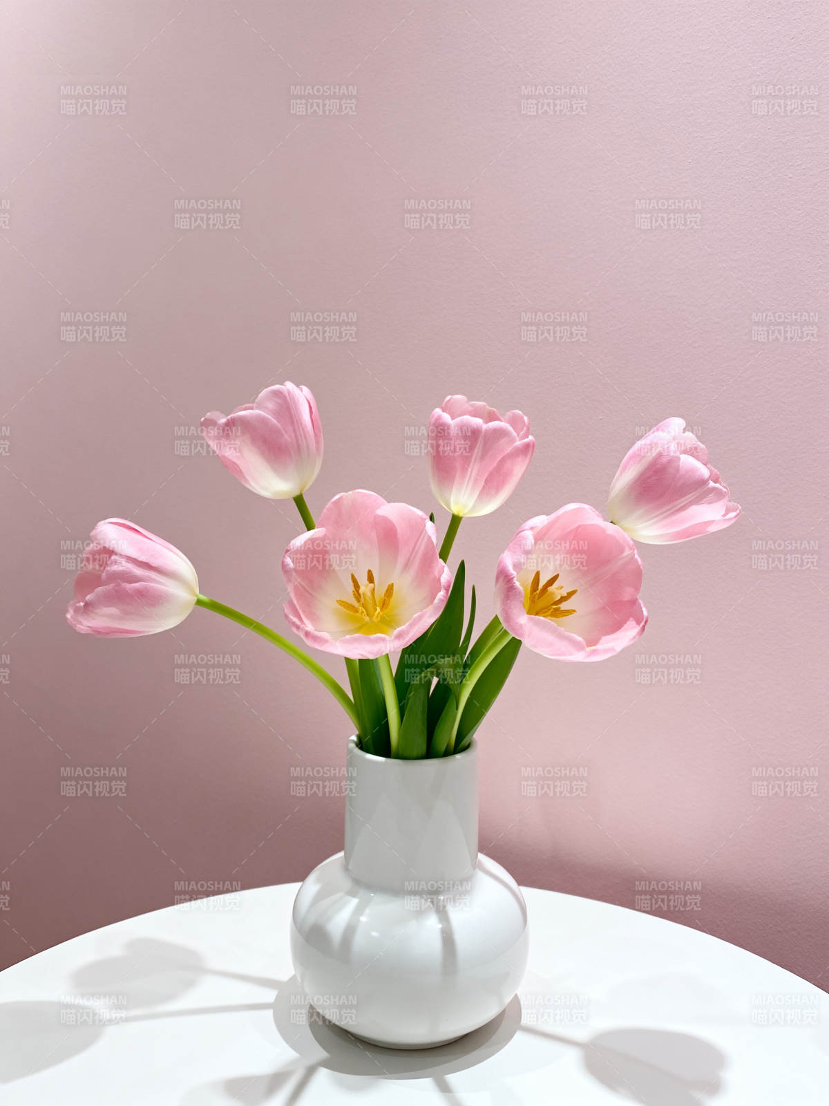 粉郁金香静谧绽放图片