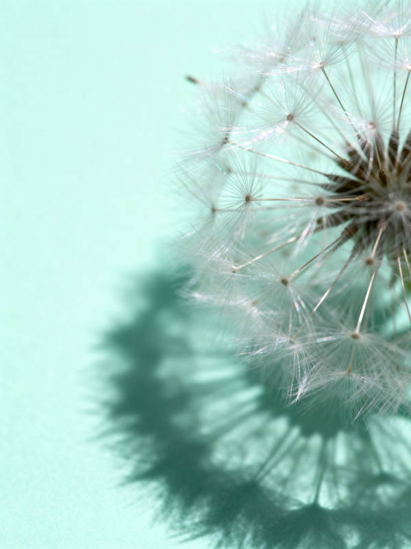 蒲公英的影子图片