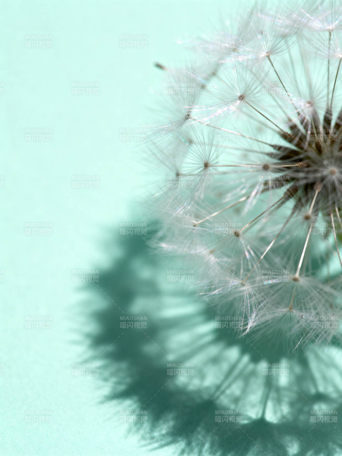 蒲公英的影子图片