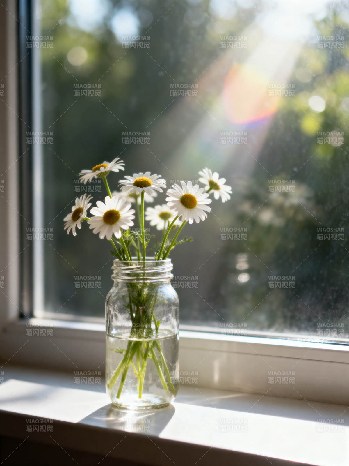 窗边雏菊迎光绽放图片
