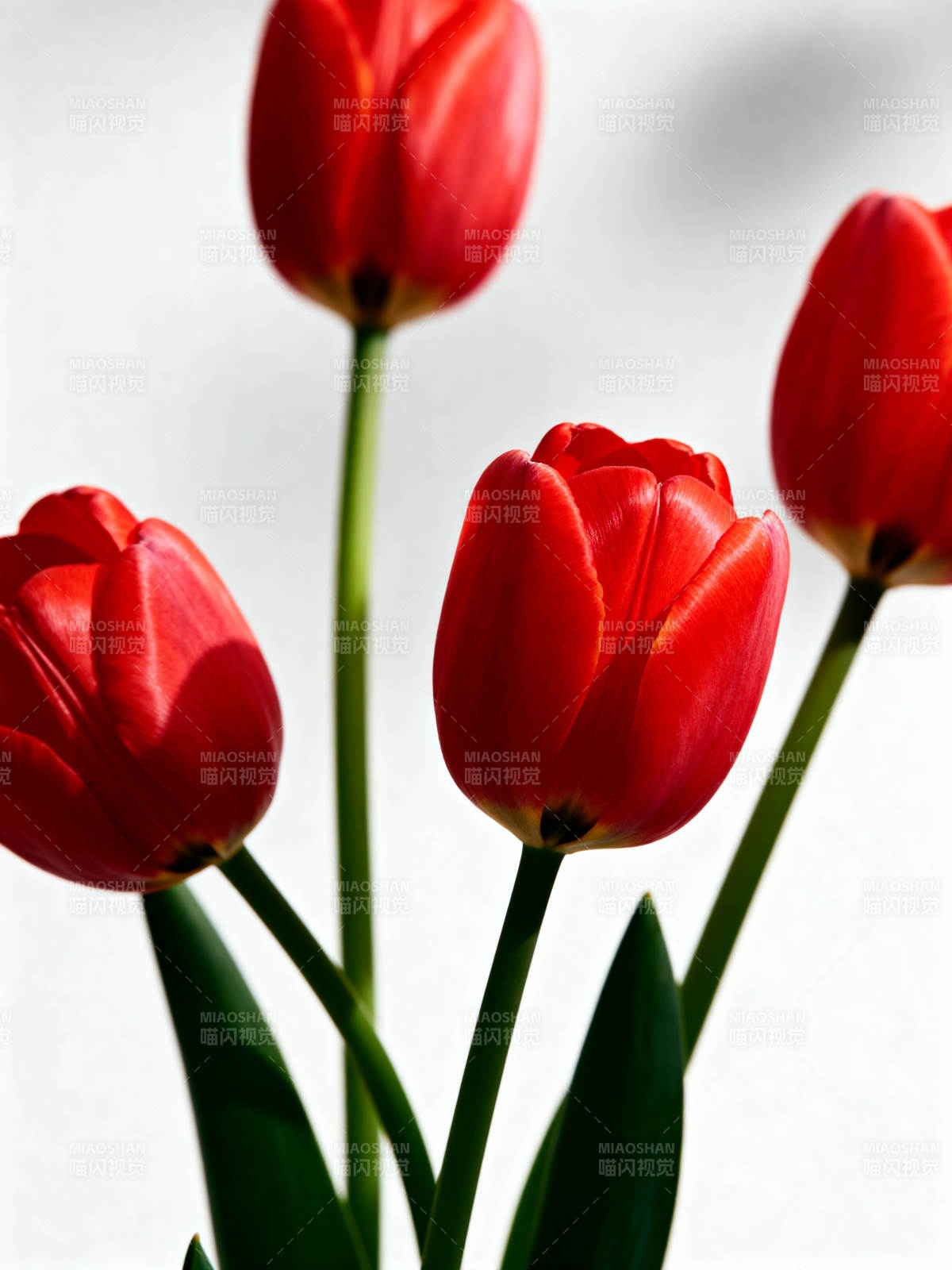 红郁金香绽放图片