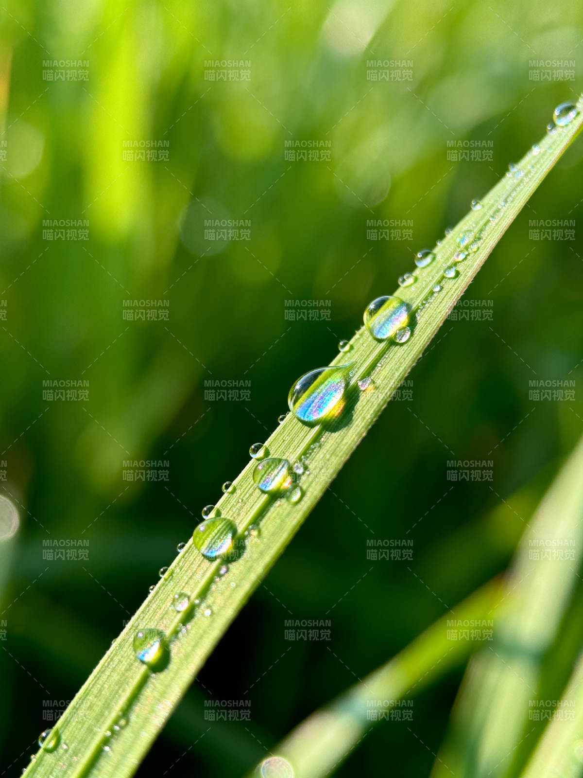 露珠映绿叶图片