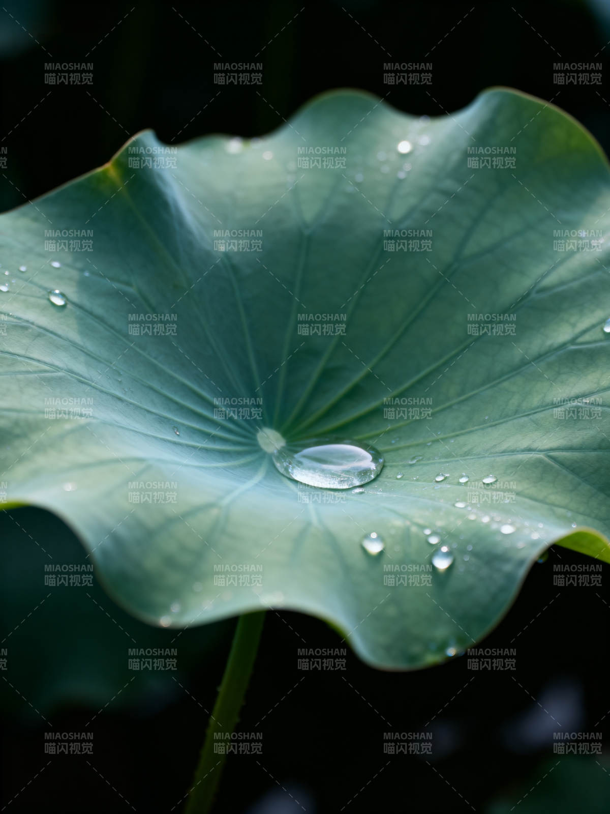 荷叶上的水珠图片