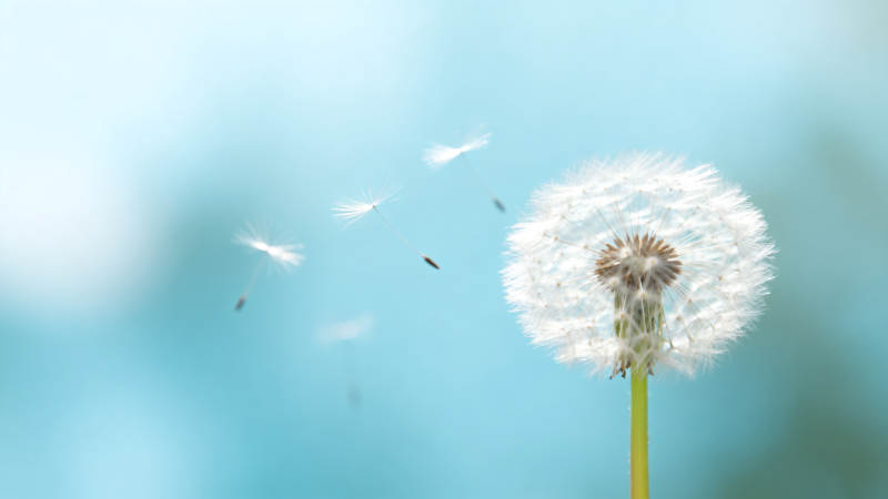 蒲公英随风飘散图片