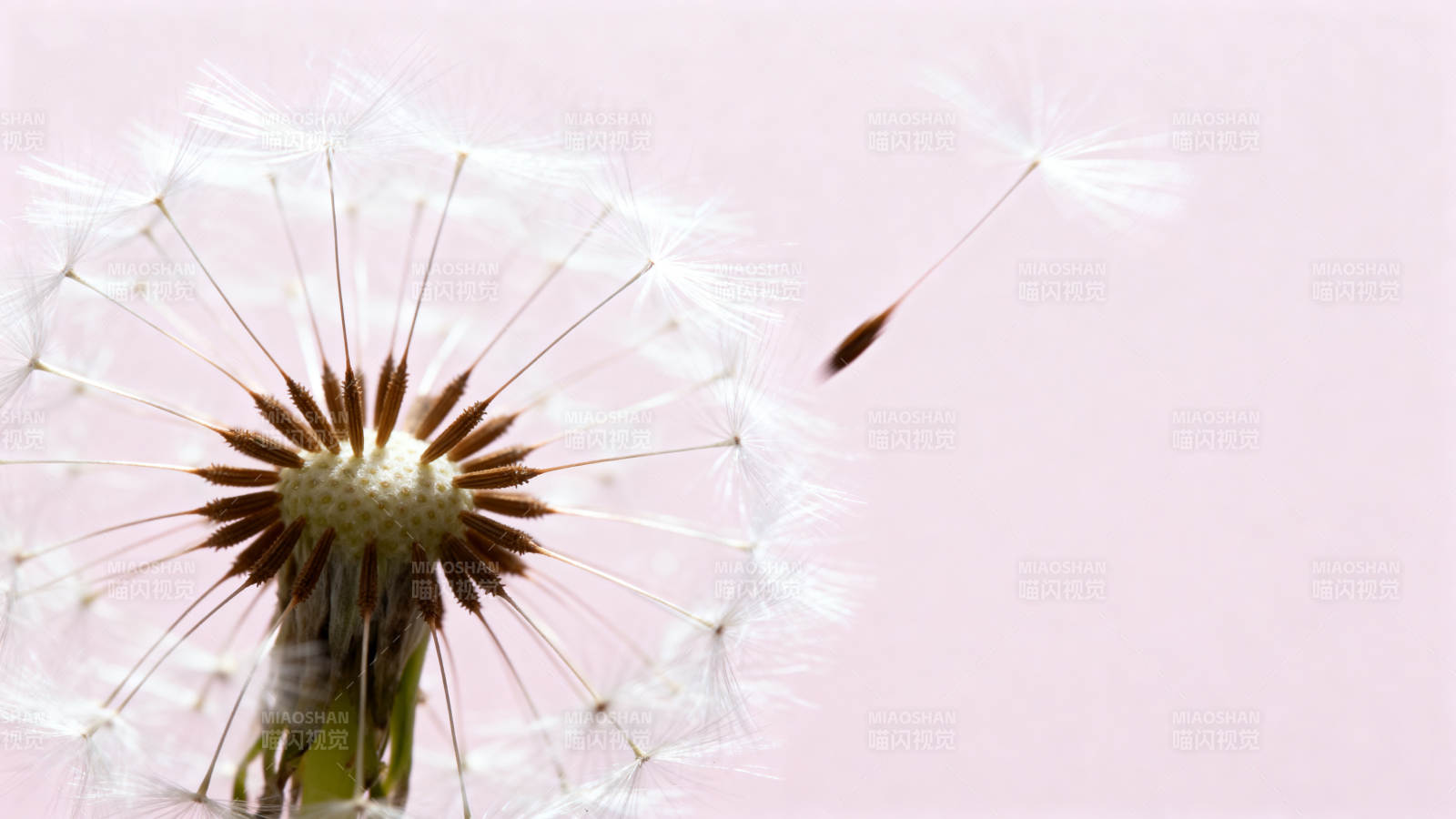 蒲公英飘飞图片