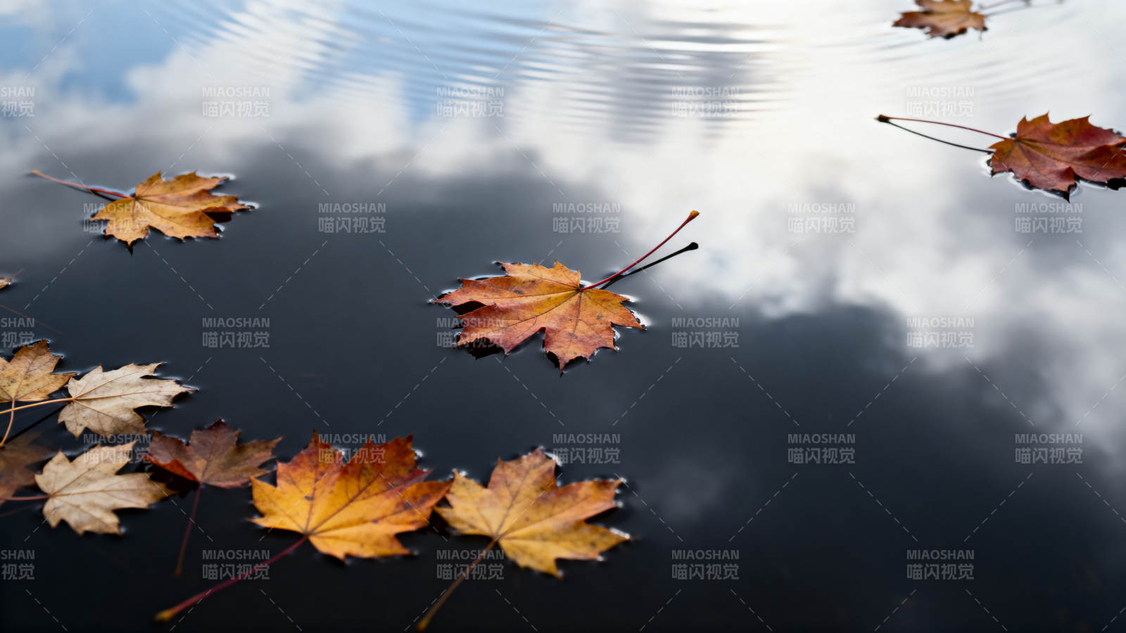 秋叶浮水映云天图片