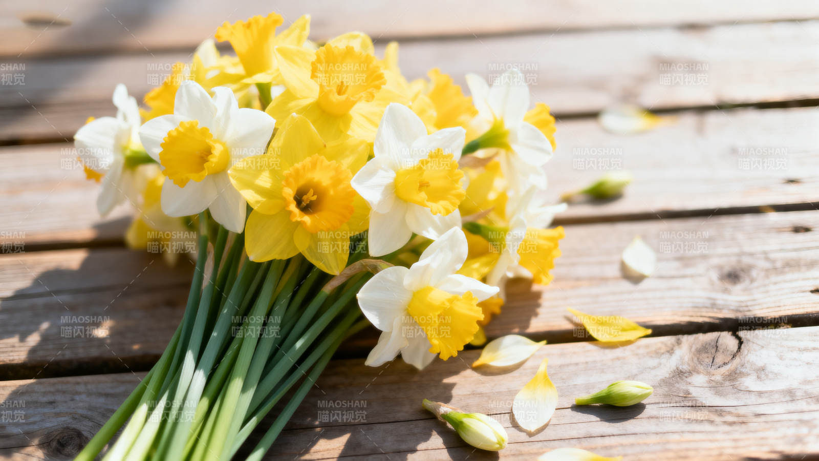 春日黄白水仙花图片