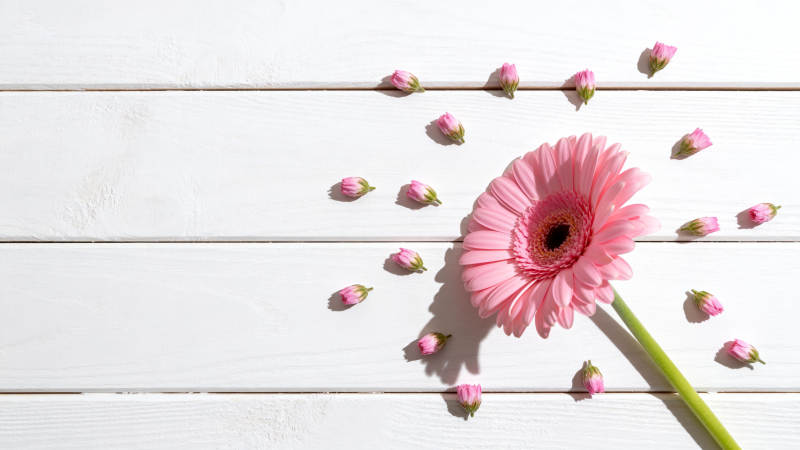 粉红雏菊静物图图片