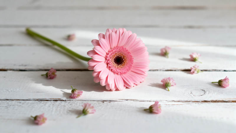 粉菊静卧木桌图片