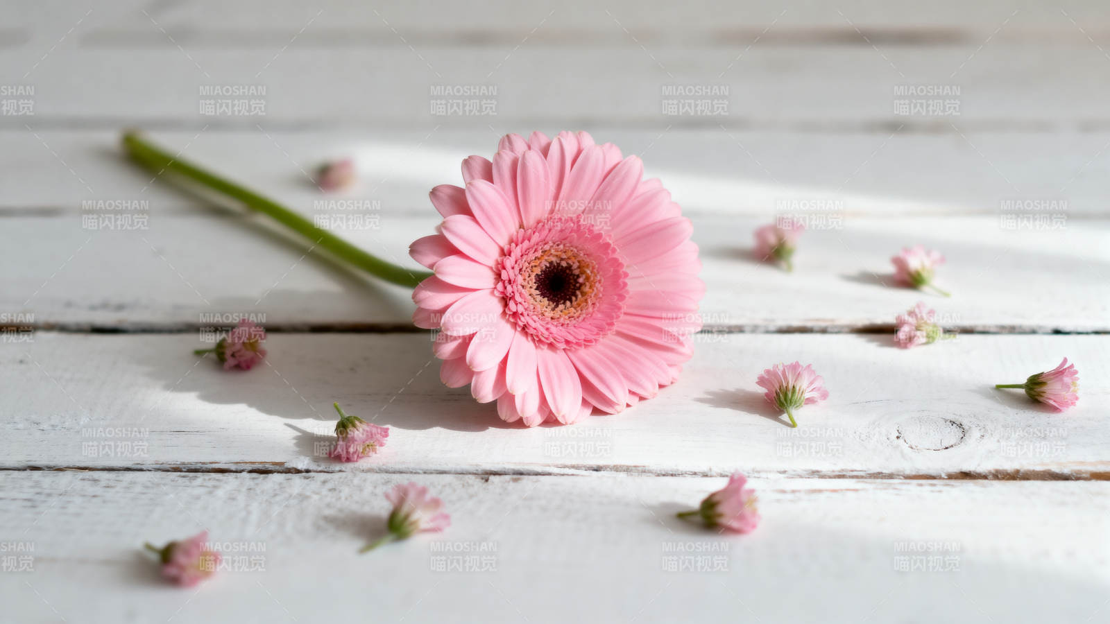 粉菊静卧木桌图片