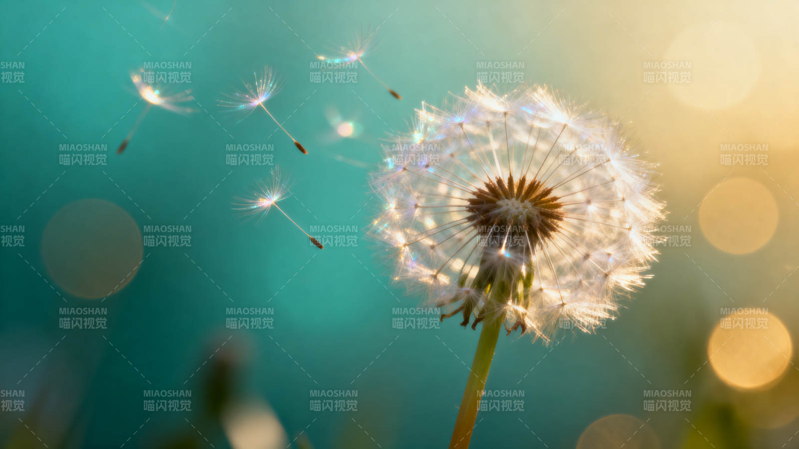 蒲公英随风飘散图片