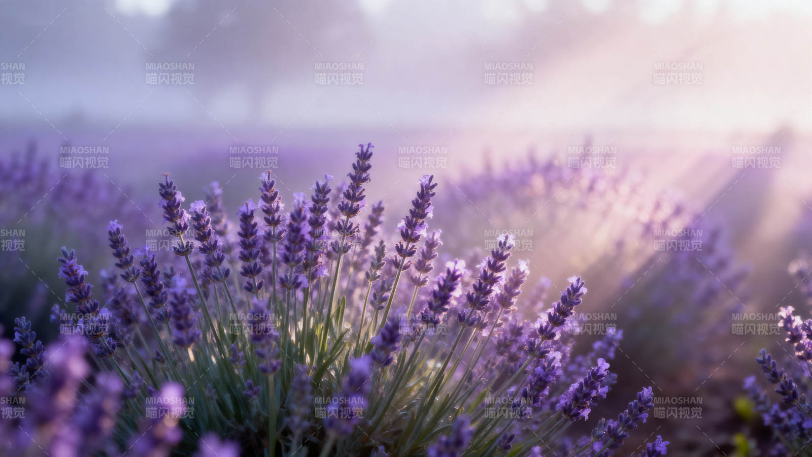 薰衣草花海晨光图片