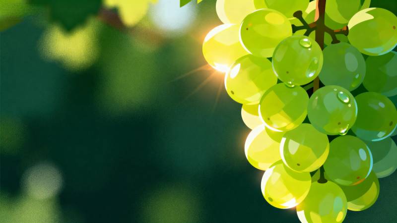 阳光下的青葡萄图片