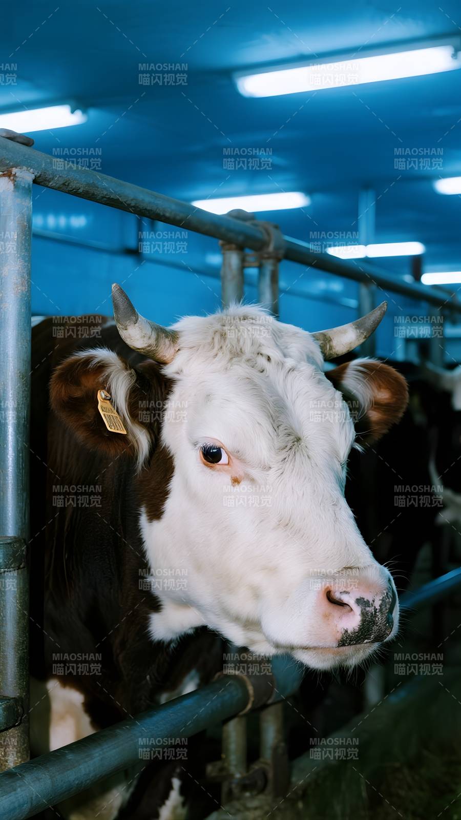 奶牛棚内静观图片