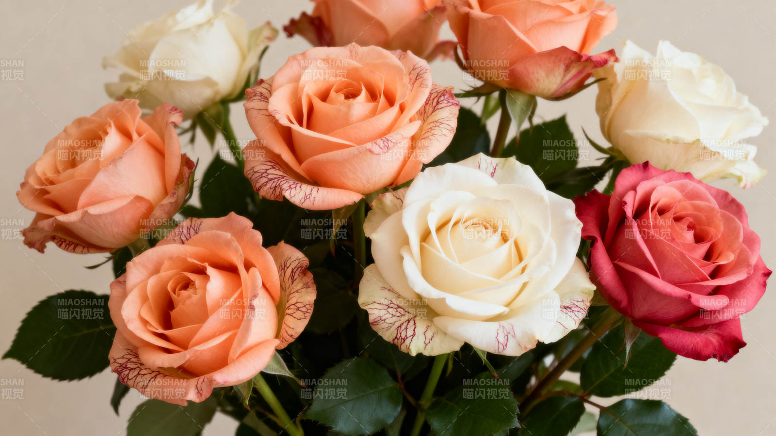 玫瑰花束绽放图片